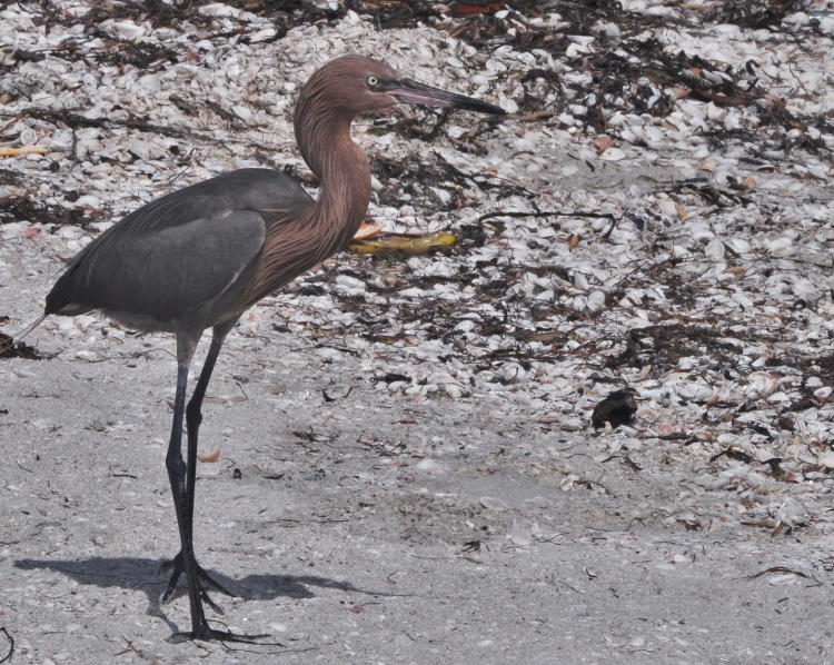 heron